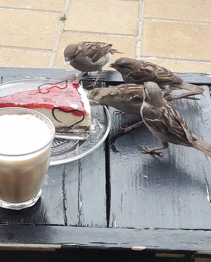 k bestelde een lekker monchoutaartje op een terras aan het strand in Makkum. Een mus kwam een hapje  nemen, toen twee mussen en al snel vielen vier mussen mijn taartje aan. Ik moest keihard lachen.